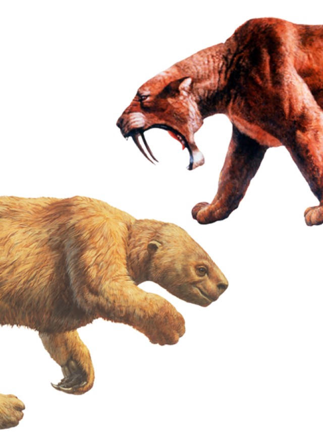 Pick your summer Chill or fierce Sloth versus Saber-toothed cat